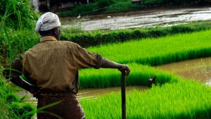 photo of man standing on rice field